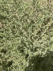 Salsola