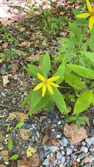 Helianthus divaricatus