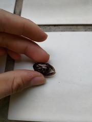 Protaetia orientalis sakaii
