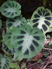 Colocasia