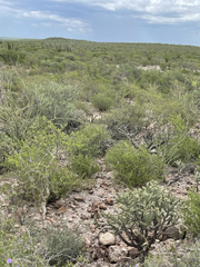Cylindropuntia cholla