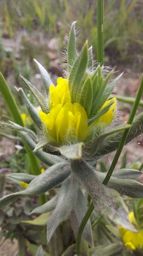 Image of Xiphotheca lanceolata by (c) Jacques van der Merwe, some rights reserved (CC BY-SA)