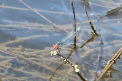 Erythromma viridulum