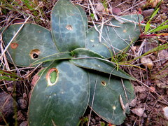 Ledebouria revoluta