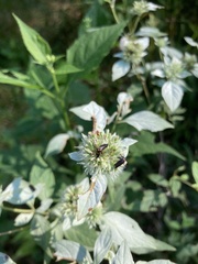 Pycnanthemum