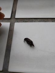 Protaetia orientalis sakaii