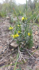 Xiphotheca lanceolata