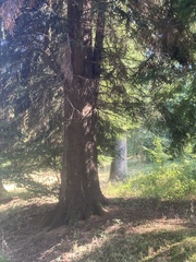 Abies alba
