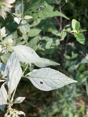 Pycnanthemum