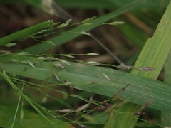 Eragrostis ferruginea