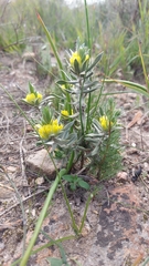 Xiphotheca lanceolata