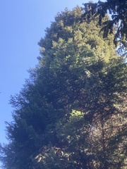 Abies alba