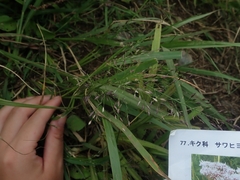 Eragrostis ferruginea