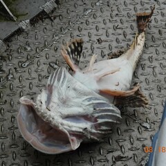 Myoxocephalus polyacanthocephalus