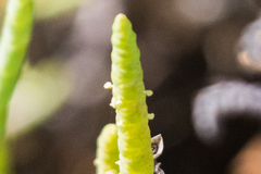 Arthroceras subterminale