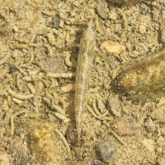Etheostoma