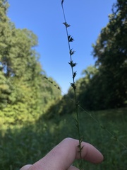 Chasmanthium sessiliflorum