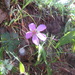 Geranium yesoense - Photo (c) belvedere04, algunos derechos reservados (CC BY-NC), subido por belvedere04