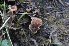 Thelephora terrestris