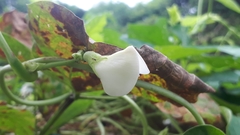 Vigna unguiculata sesquipedalis