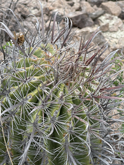 Ferocactus