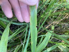 Chasmanthium sessiliflorum
