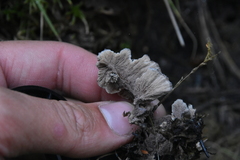 Thelephora terrestris