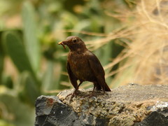 Turdus merula cabrerae