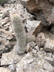 Mammillaria dioica