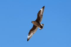 Stercorarius skua