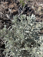 Artemisia tridentata