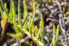 Arthroceras subterminale