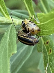 Trirhabda canadensis