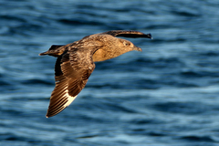 Stercorarius skua