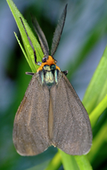 Ctenucha virginica