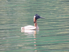 Podiceps major