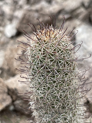 Mammillaria dioica