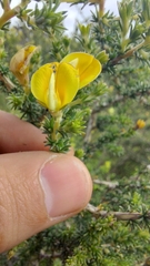 Aspalathus cymbiformis