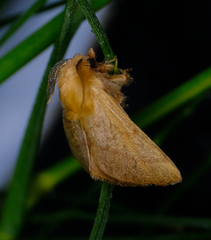 Malacosoma disstria