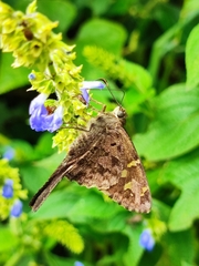 Thorybes dorantes dorantes