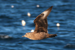 Stercorarius skua