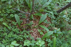 Tamiasciurus hudsonicus