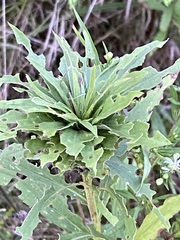 Rhopalomyia solidaginis