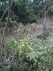 Amphicarpaea edgeworthii