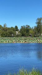 Nelumbo nucifera