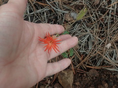 Silene laciniata