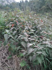 Podosphaera tridactyla