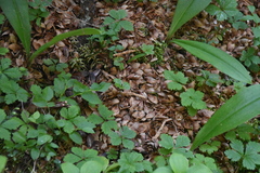 Tamiasciurus hudsonicus