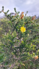 Aspalathus cymbiformis