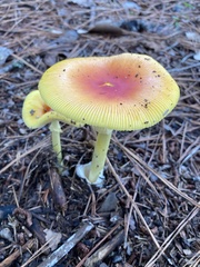 Amanita jacksonii